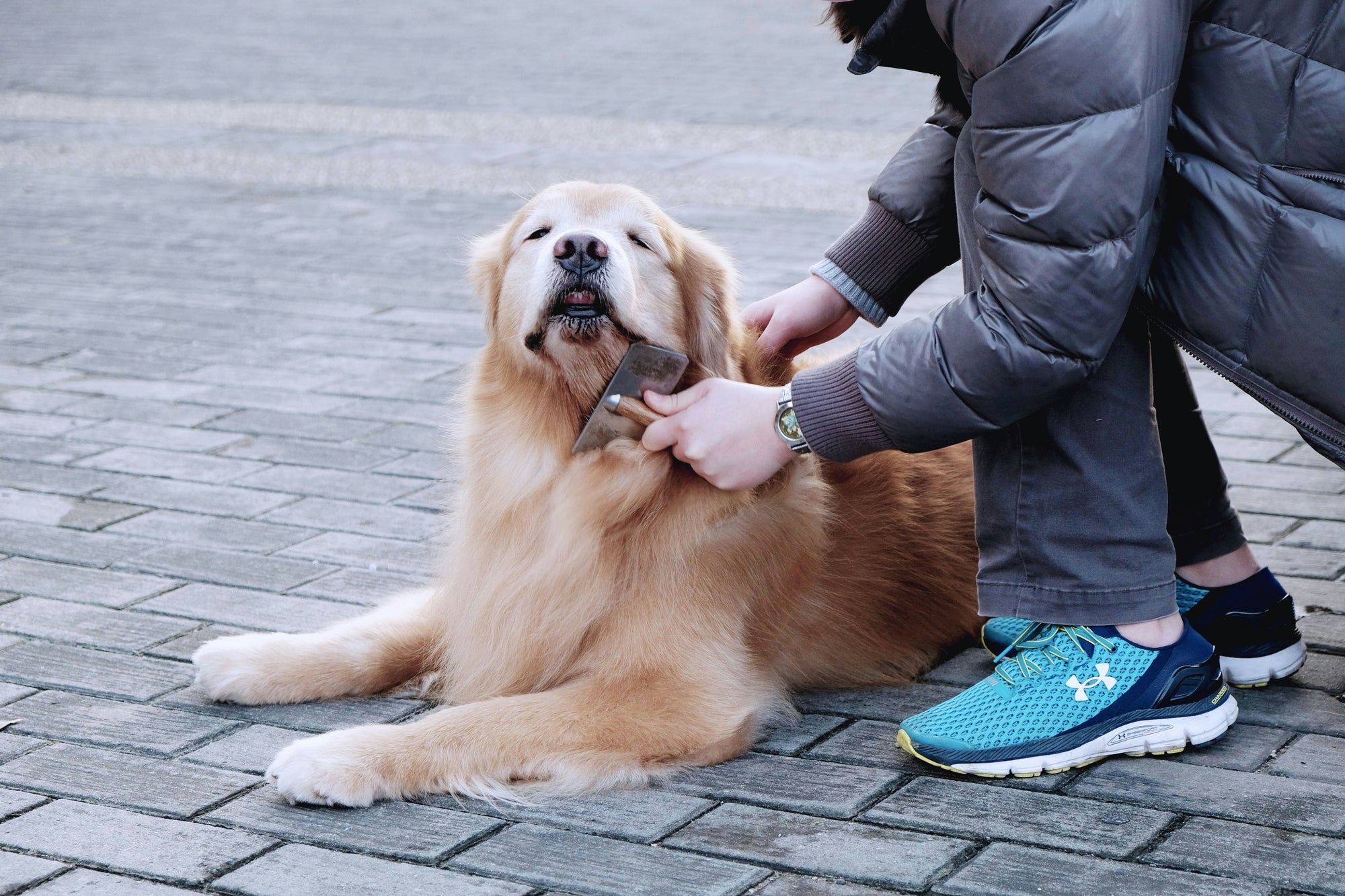 Top 10 Ways to Keep Your Dog’s Skin & Coat Hydrated and Healthy