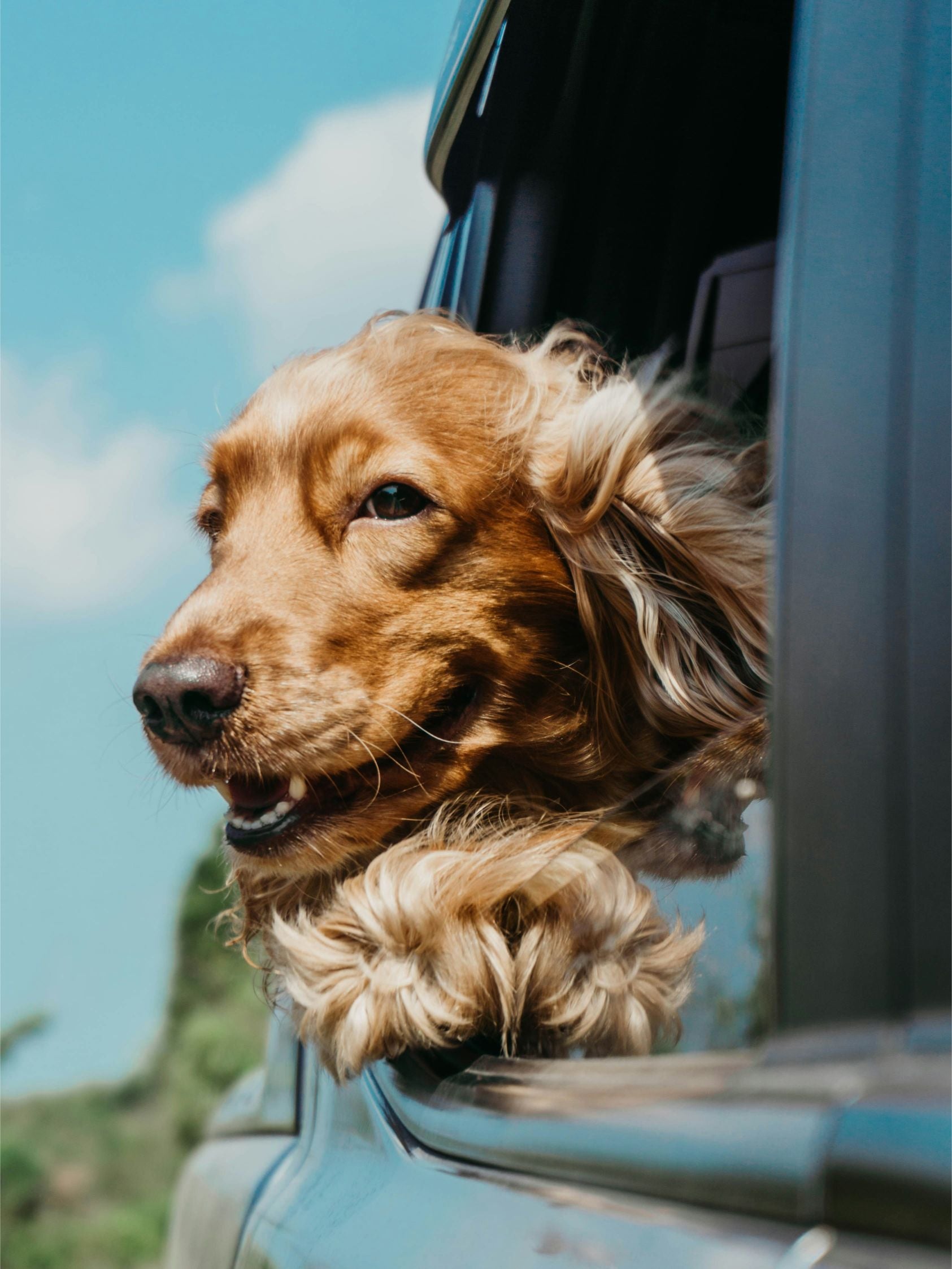 Dog with head out of car window